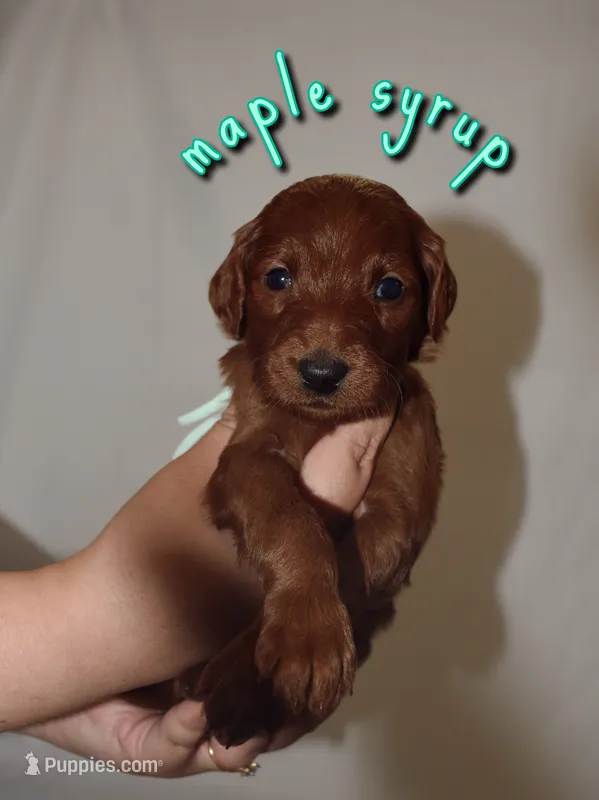 Maple Syrup – Goldendoodle, Irish Doodle puppy for sale in Sparta, TN