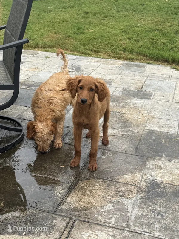 Latte – Goldendoodle, Irish Doodle puppy for sale in Sparta, TN