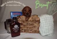 Biscuit, a male Goldendoodle and Irish Doodle for sale in Sparta, TN – 3 of 6