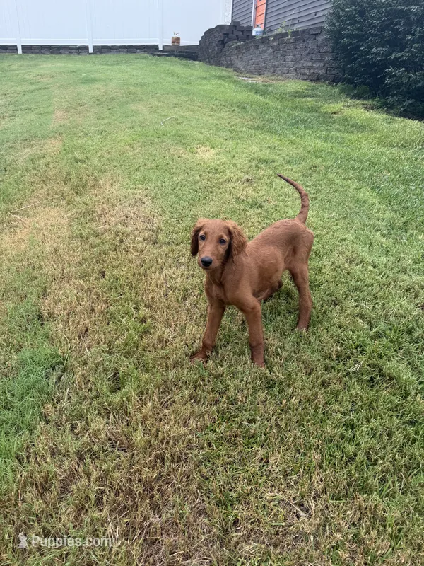 Maple Syrup – Goldendoodle, Irish Doodle puppy for sale in Sparta, TN