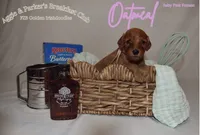 Oatmeal, a female Goldendoodle and Irish Doodle for sale in Sparta, TN – 3 of 6