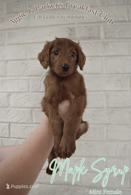 Maple Syrup – Goldendoodle, Irish Doodle puppy for sale in Sparta, TN