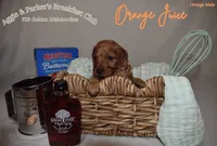 Orange Juice, a male Goldendoodle and Irish Doodle for sale in Sparta, TN – 3 of 6