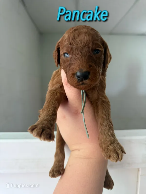Pancake – Goldendoodle, Irish Doodle puppy for sale in Sparta, TN