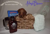 HashBrown, a male Goldendoodle and Irish Doodle for sale in Sparta, TN – 3 of 6
