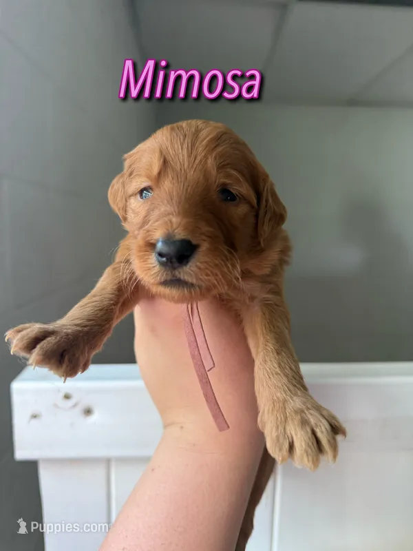 Mimosa – Goldendoodle, Irish Doodle puppy for sale in Sparta, TN