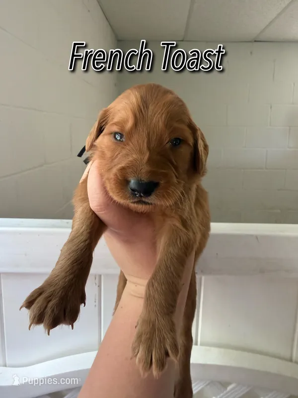 French Toast – Goldendoodle, Irish Doodle puppy for sale in Sparta, TN