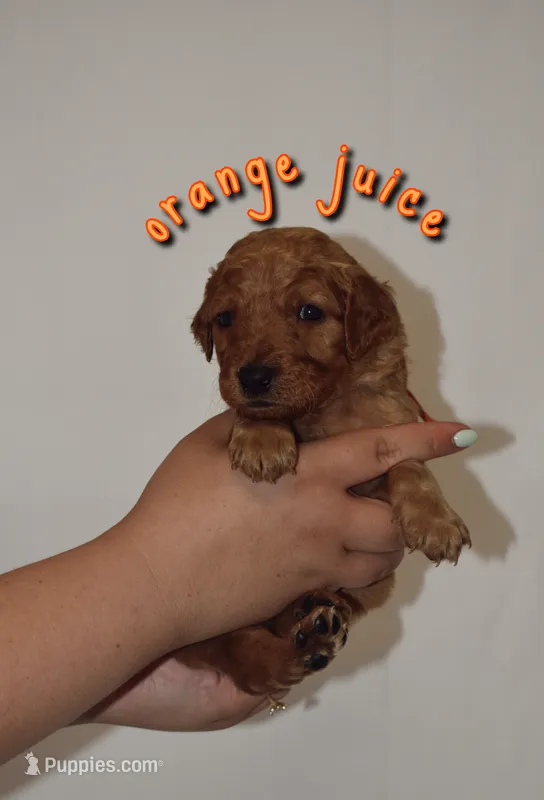 Orange Juice – Goldendoodle, Irish Doodle puppy for sale in Sparta, TN