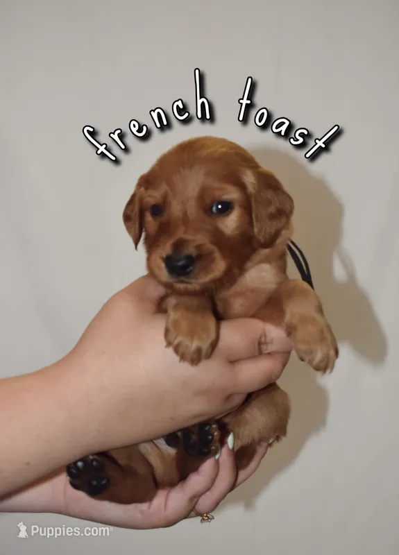 French Toast – Goldendoodle, Irish Doodle puppy for sale in Sparta, TN
