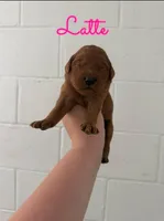 Latte, a female Goldendoodle and Irish Doodle for sale in Sparta, TN – 5 of 6