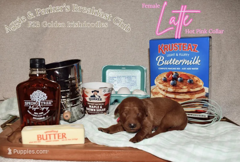 Latte – Goldendoodle, Irish Doodle puppy for sale in Sparta, TN