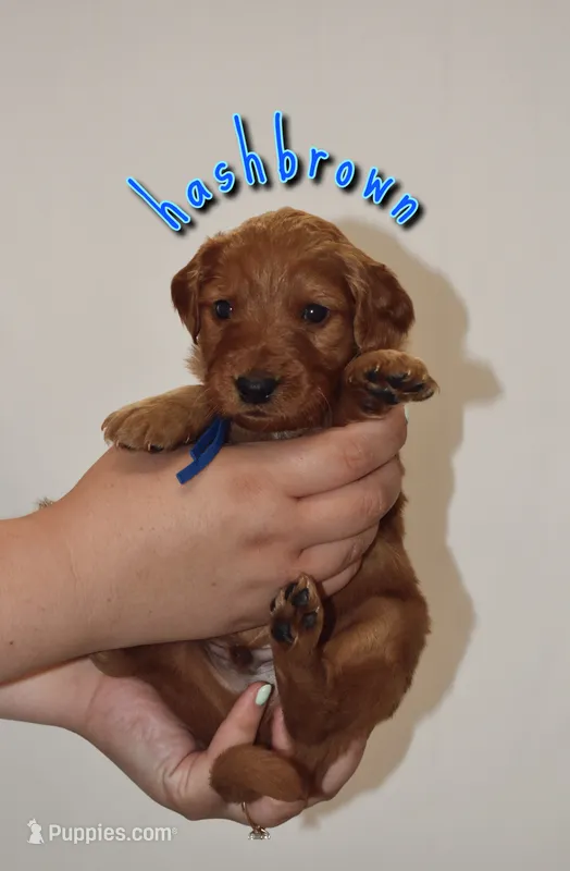 HashBrown – Goldendoodle, Irish Doodle puppy for sale in Sparta, TN