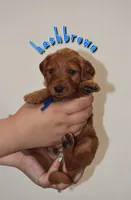 HashBrown, a male Goldendoodle and Irish Doodle for sale in Sparta, TN – 2 of 6