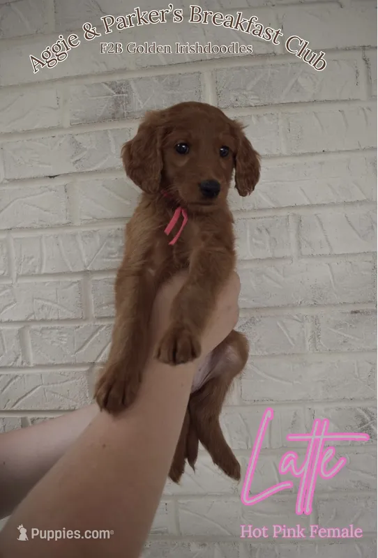 Latte – Goldendoodle, Irish Doodle puppy for sale in Sparta, TN