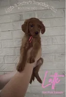 Latte, a female Goldendoodle and Irish Doodle for sale in Sparta, TN – 1 of 6