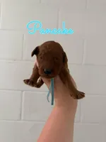 Pancake, a male Goldendoodle and Irish Doodle for sale in Sparta, TN – 5 of 6