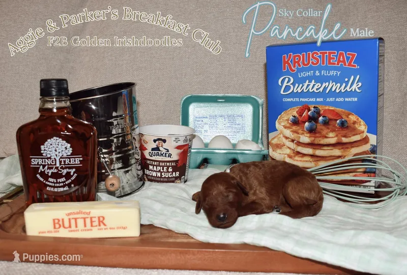 Pancake – Goldendoodle, Irish Doodle puppy for sale in Sparta, TN