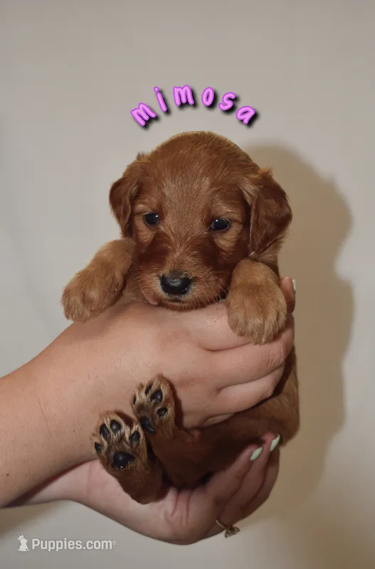 Mimosa – Goldendoodle, Irish Doodle puppy for sale in Sparta, TN