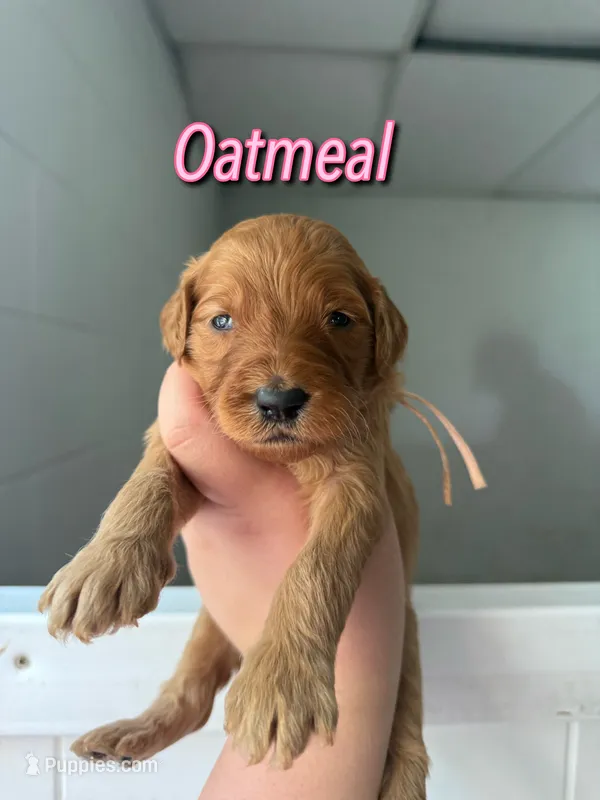 Oatmeal – Goldendoodle, Irish Doodle puppy for sale in Sparta, TN