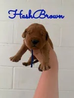 HashBrown, a male Goldendoodle and Irish Doodle for sale in Sparta, TN – 5 of 6