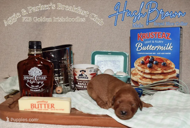 HashBrown – Goldendoodle, Irish Doodle puppy for sale in Sparta, TN