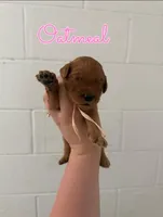 Oatmeal, a female Goldendoodle and Irish Doodle for sale in Sparta, TN – 5 of 6