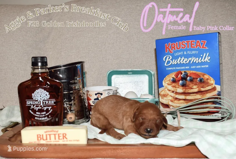 Oatmeal – Goldendoodle, Irish Doodle puppy for sale in Sparta, TN