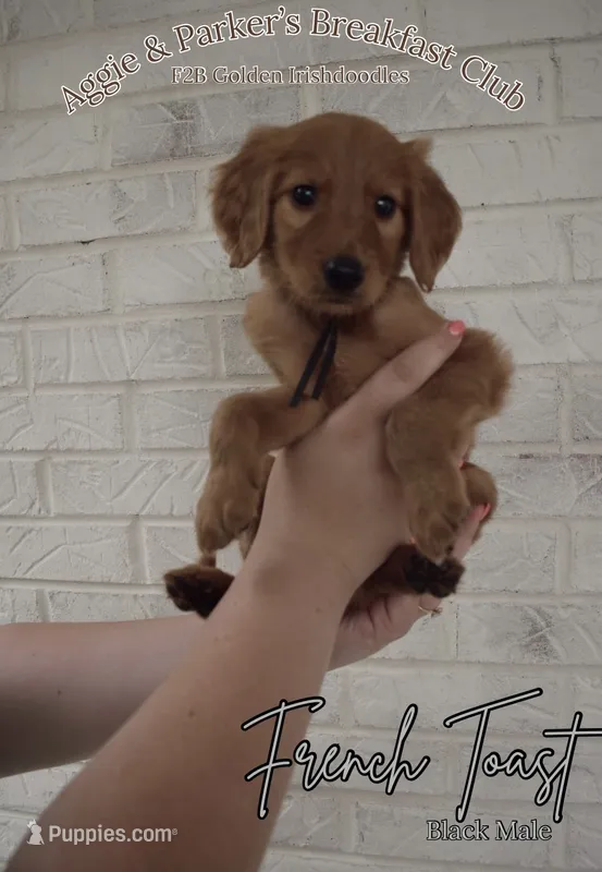 French Toast – Goldendoodle, Irish Doodle puppy for sale in Sparta, TN