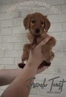 French Toast, a male Goldendoodle and Irish Doodle for sale in Sparta, TN – 1 of 6