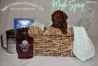 Maple Syrup, a female Goldendoodle and Irish Doodle for sale in Sparta, TN – 3 of 6