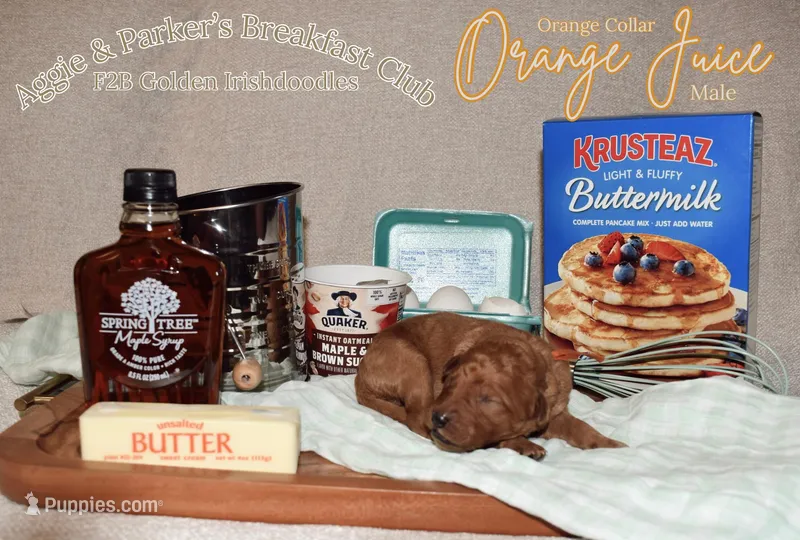 Orange Juice – Goldendoodle, Irish Doodle puppy for sale in Sparta, TN