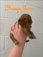 Orange Juice, a male Goldendoodle and Irish Doodle for sale in Sparta, TN – 5 of 6