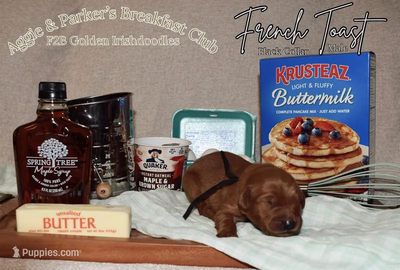 French Toast – Goldendoodle, Irish Doodle puppy for sale in Sparta, TN