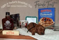 French Toast, a male Goldendoodle and Irish Doodle for sale in Sparta, TN – 1 of 2