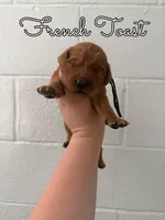 French Toast, a male Goldendoodle and Irish Doodle for sale in Sparta, TN – 2 of 2