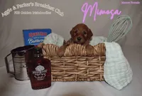 Mimosa, a female Goldendoodle and Irish Doodle for sale in Sparta, TN – 3 of 6