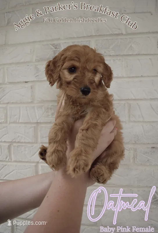 Oatmeal – Goldendoodle, Irish Doodle puppy on hold in Sparta, TN
