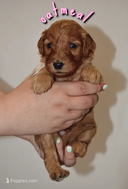 Oatmeal – Goldendoodle, Irish Doodle puppy for sale in Sparta, TN