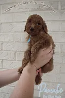 Pancake, a male Goldendoodle and Irish Doodle for sale in Sparta, TN – 1 of 6