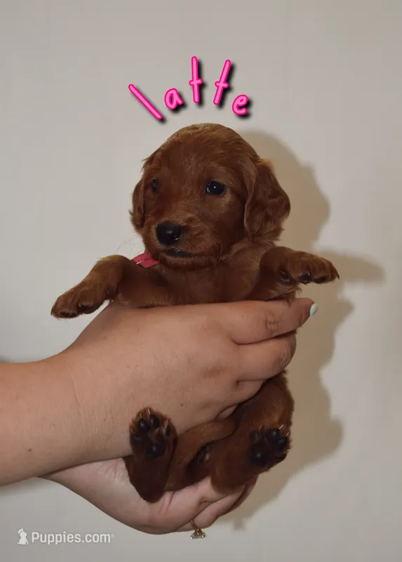 Latte – Goldendoodle, Irish Doodle puppy for sale in Sparta, TN