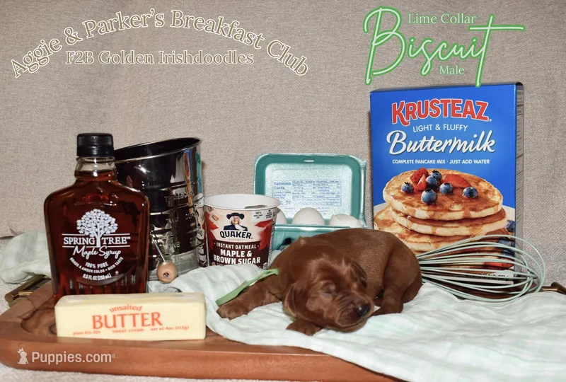 Biscuit – Goldendoodle, Irish Doodle puppy for sale in Sparta, TN