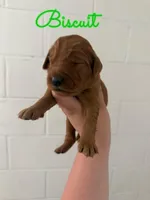 Biscuit, a male Goldendoodle and Irish Doodle for sale in Sparta, TN – 5 of 6