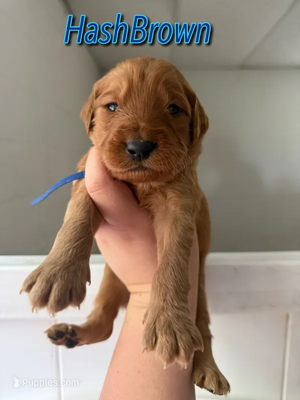HashBrown – Goldendoodle, Irish Doodle puppy for sale in Sparta, TN