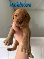 HashBrown, a male Goldendoodle and Irish Doodle for sale in Sparta, TN – 4 of 6