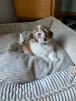 George, a male Shih Tzu for sale in Bristol, IN – 2 of 2