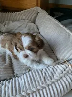 Newman, a male Shih Tzu for sale in Bristol, IN – 2 of 3