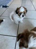 Kramer, a male Shih Tzu for sale in Bristol, IN – 3 of 3