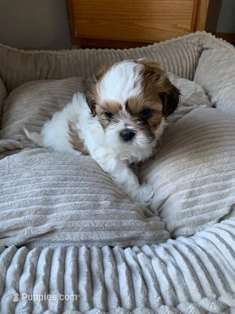 Kramer – Shih Tzu puppy for sale in Bristol, IN