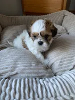 Kramer, a male Shih Tzu for sale in Bristol, IN – 1 of 3