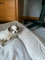 Jerry, a male Shih Tzu for sale in Bristol, IN – 4 of 4